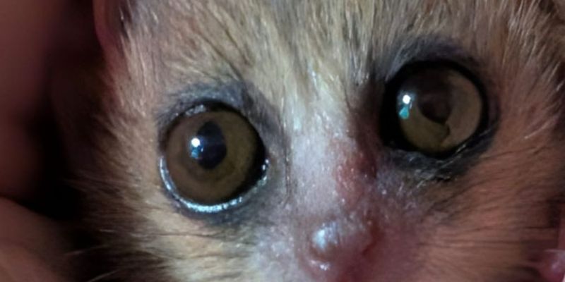 Our newest addition - meet Tommy our baby mouse lemur! article image